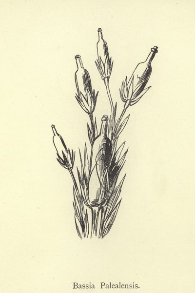 Bassia Palealensis by Edward Lear